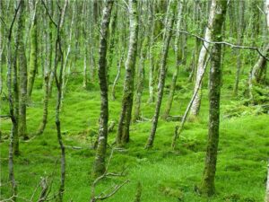Glendalough, County Wicklow, Ireland