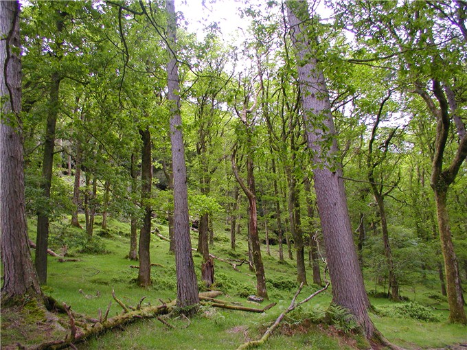 Glendalough Woods