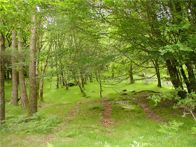 Glendalough Woods