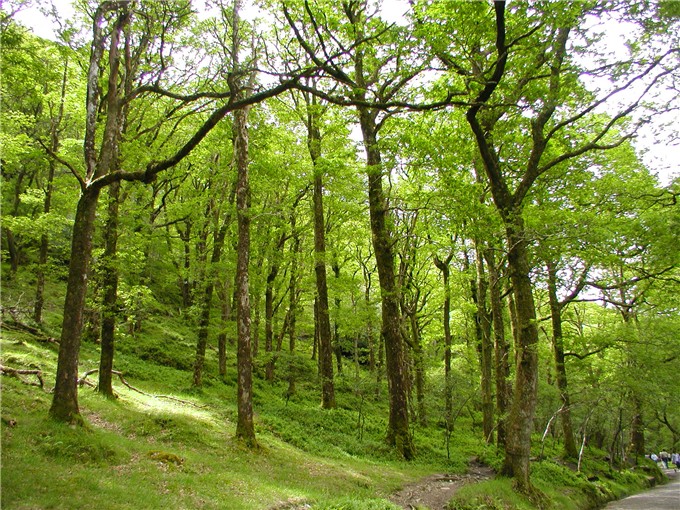 Glendalough Woods