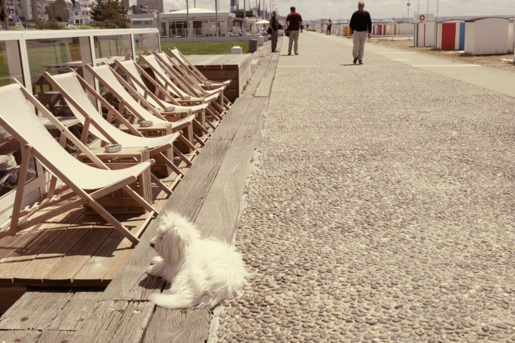A Dog at a Waterfront Bar, Le Havre, June 21, 2019