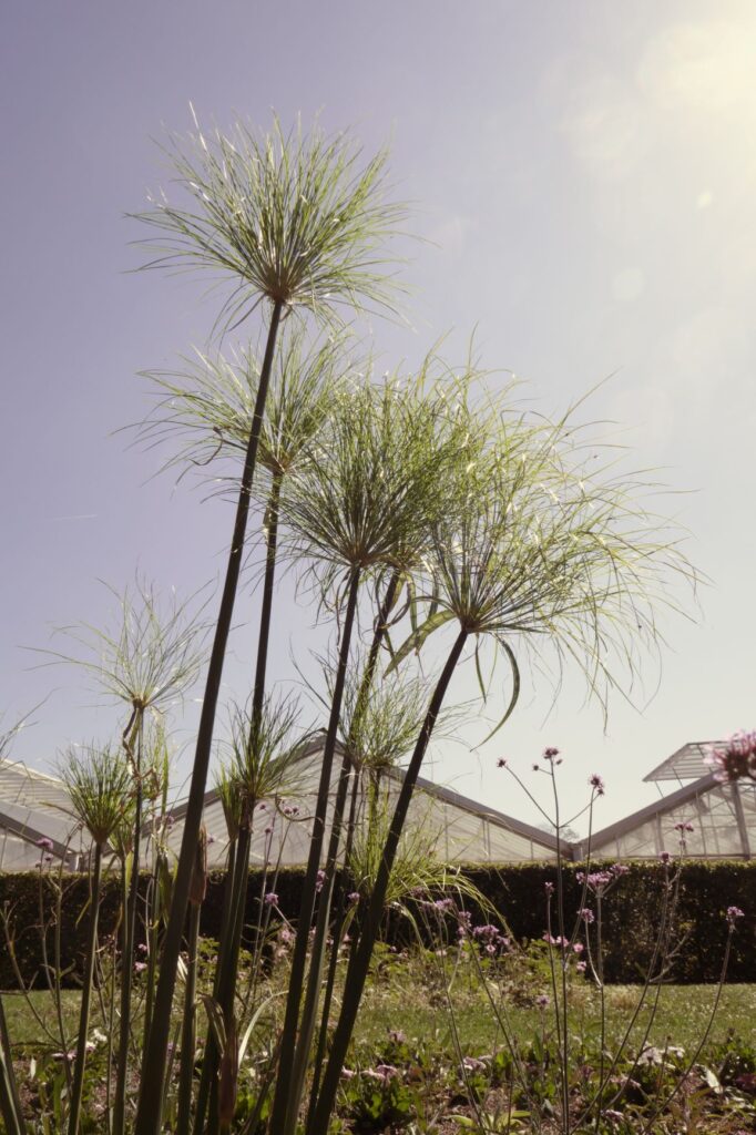 Plants at Les Jardins Suspendus, Le Havre, June 22, 2019