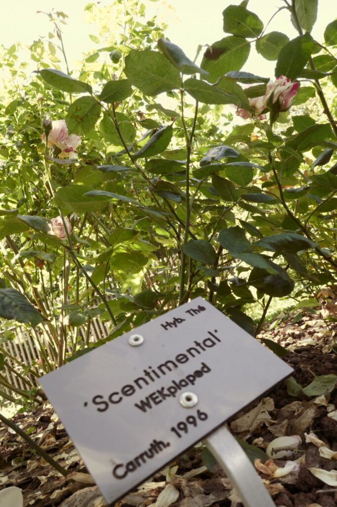"Scentimental Roses" at Les Jardins Suspendus, Le Havre, June 22, 2019