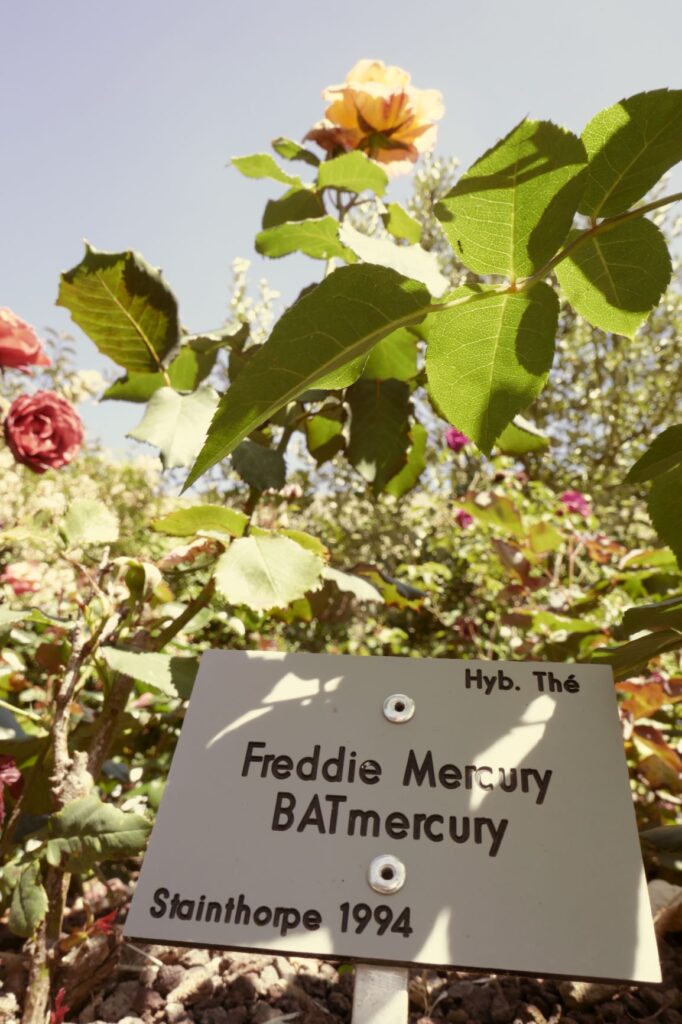 "Freddie Mercury" Roses at Les Jardins Suspendus, Le Havre, June 22, 2019