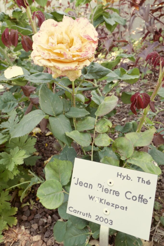 "Jean Pierre Coffe" Roses at Les Jardins Suspendus, Le Havre, June 22, 2019