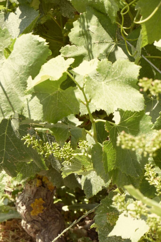 Grapes, Montagne de Reims, June 23, 2019