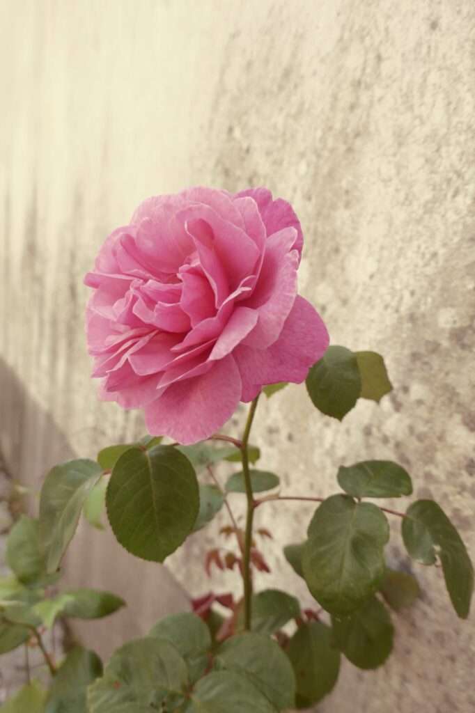 Rose in Hautvillers, June 23, 2019