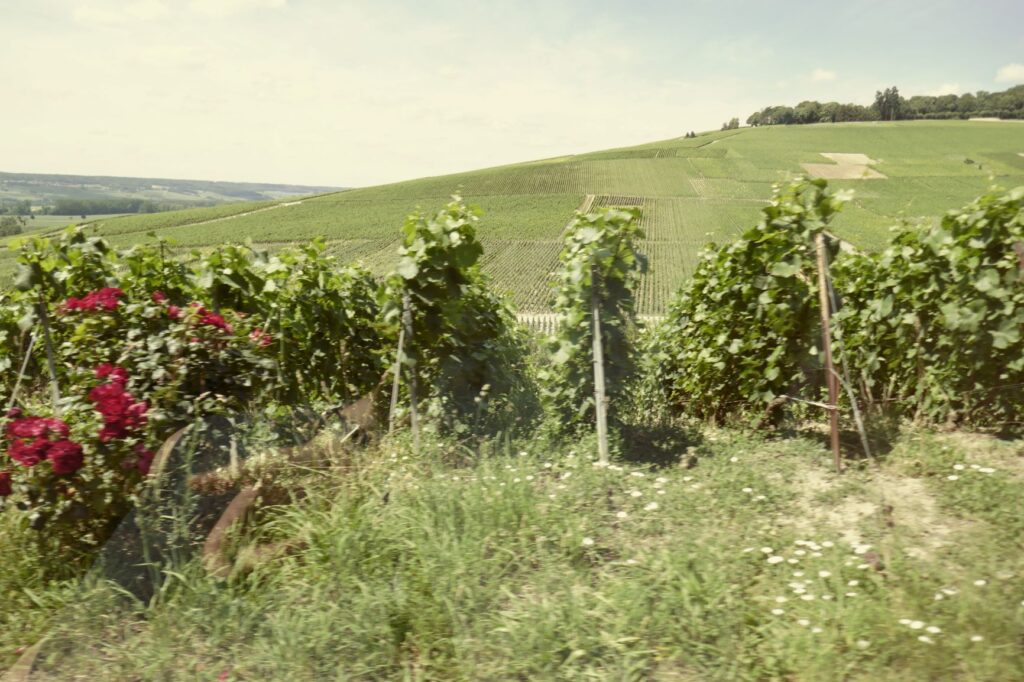 The health of the roses bely the health of the grapes, June 23, 2019