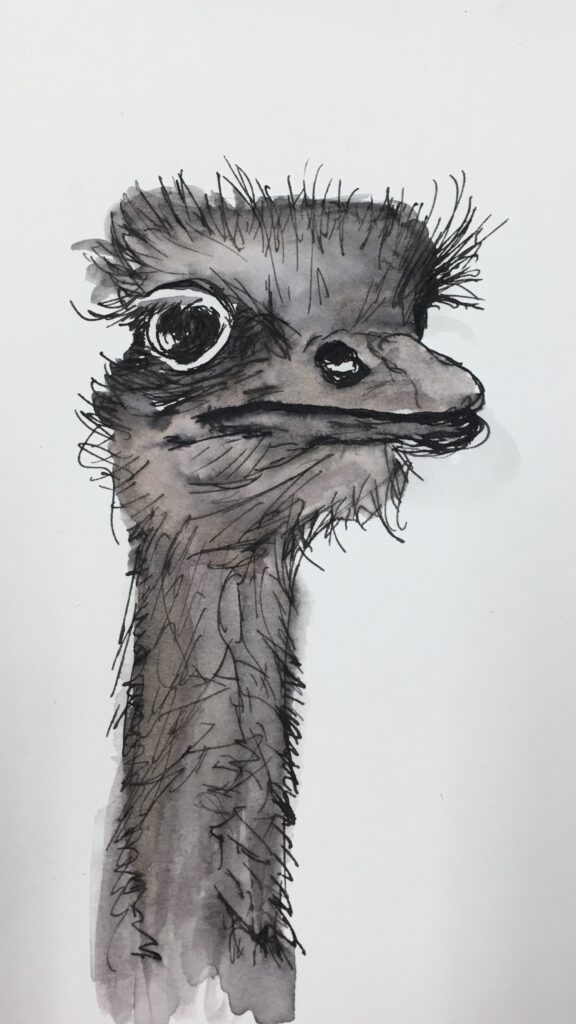 Ostrich Pen and Ink Drawing by Heather Classen