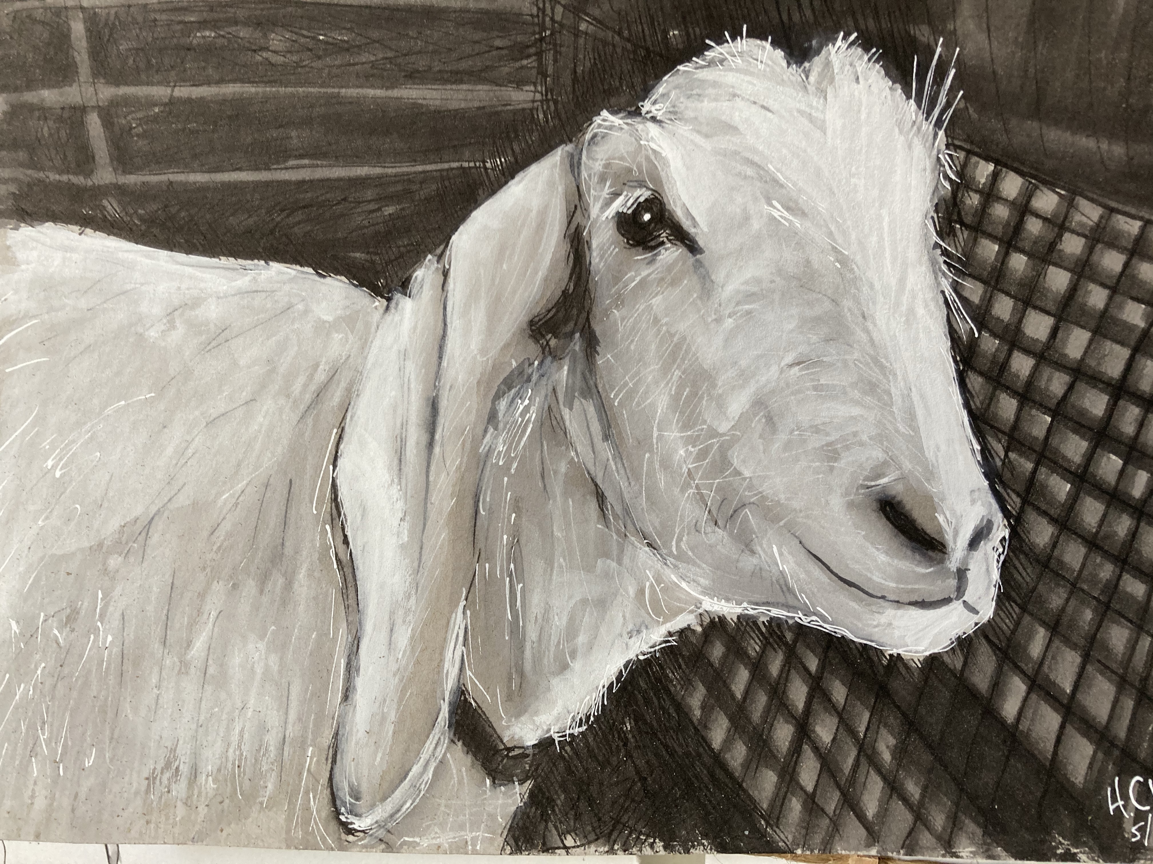 Pen and Ink Drawing of a Goat by Heather Classen