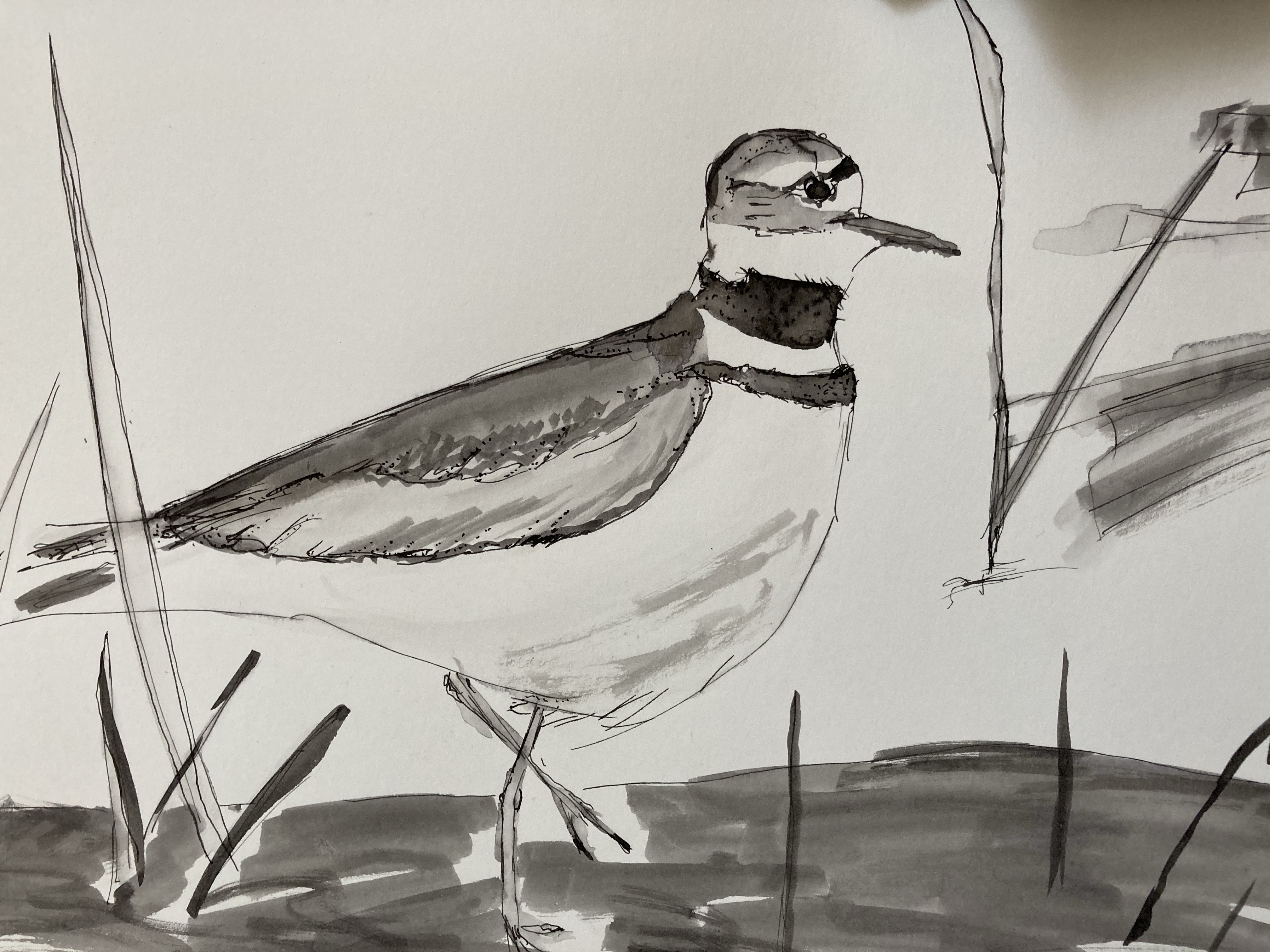 Pen and Ink Drawing of a Shore Bird by Heather Classen