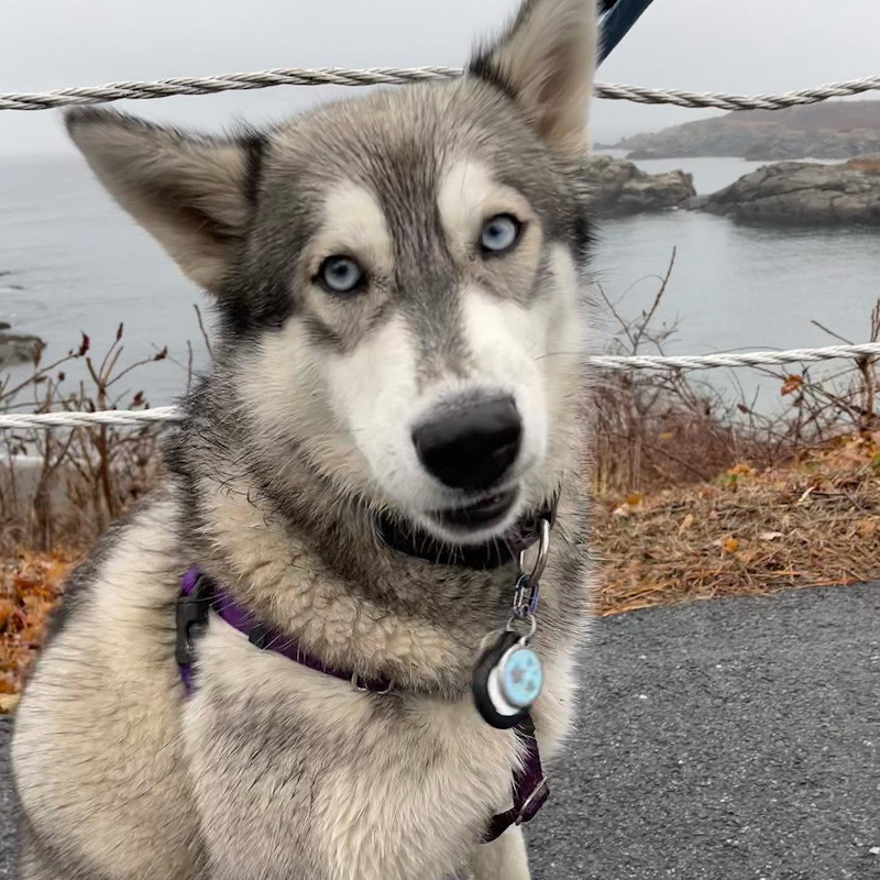 Galaxy the Husky Seaside